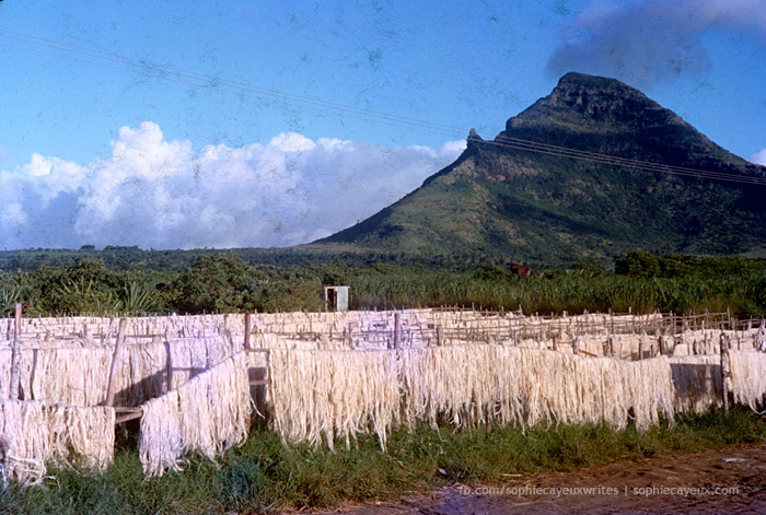 Aloe Fibres Drying in Sun at La Ferme - Mauritius - 1968