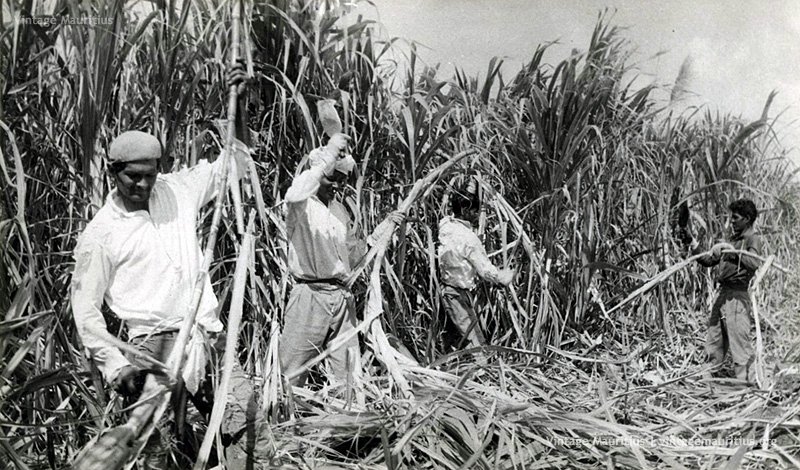 Sugar Cane Harvest Season - Cane Cutters at Work in the fields