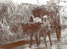 Ox-Cart carrying Sugar Cane during the Harvest Season (Courtesy: France Athow)