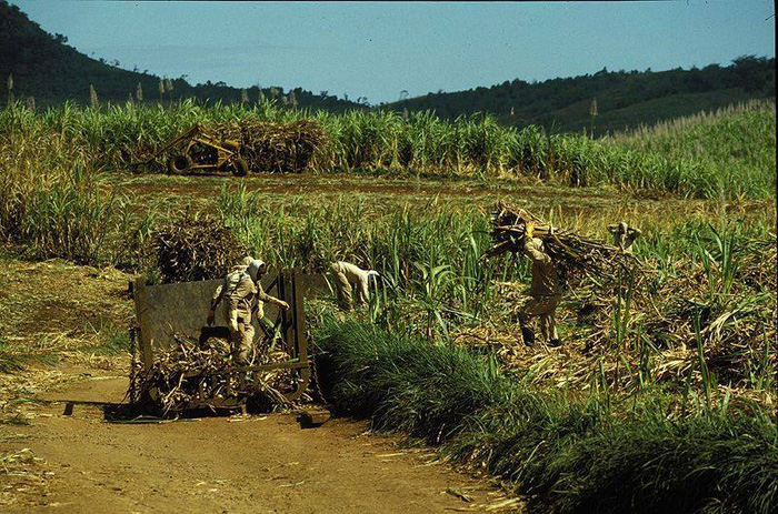 Sugar Cane Harvest - 1980s