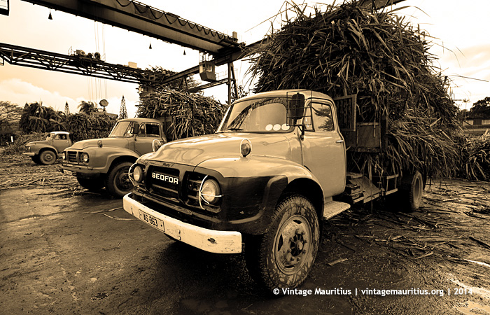 Old Bedford Lorries Mauritius Unloading Sugar Cane at MDA Factory
