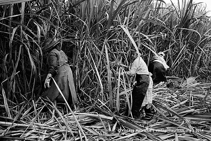 Old Women Harvesting Sugar Cane at Helvettia Moka Mauritius