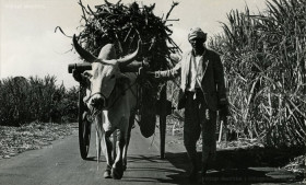 Ox Cart Carrying Sugar Cane - Mauritius - Saref Bef - Charette Boeuf