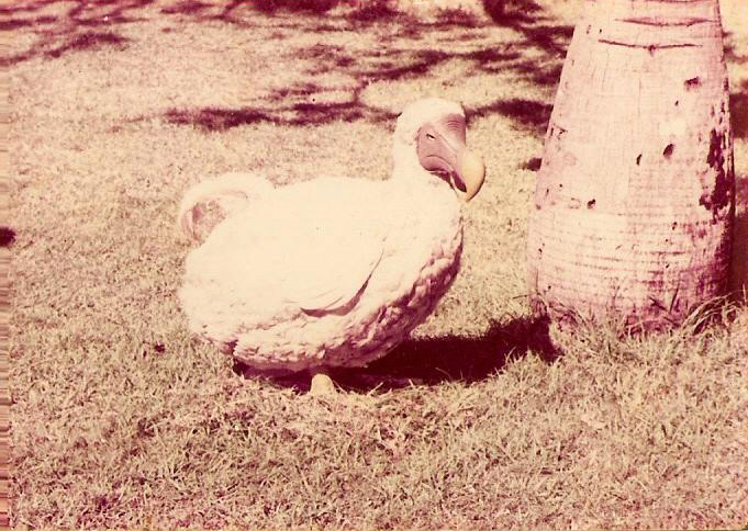 Representation of the extinct Dodo Bird - Mauritius - Port Louis Museum - (Courtesy: France Athow)