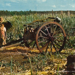 Cane Harvest Season – Ox Cart in the Field with Cane Harvesters – 1970s