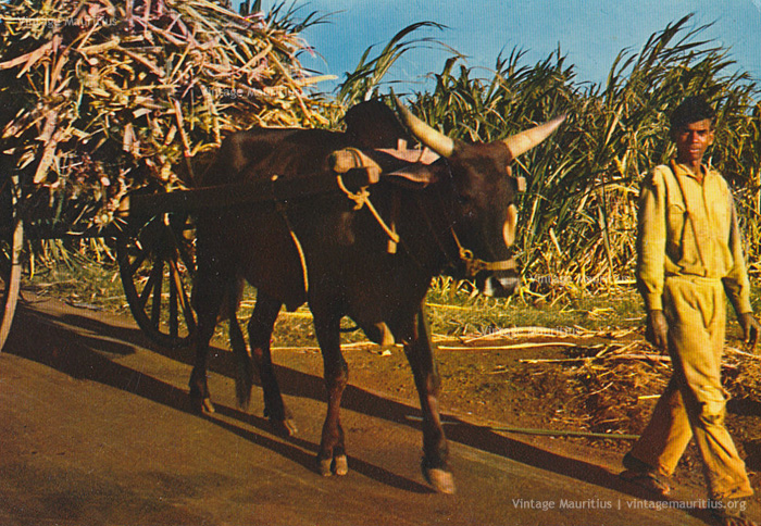 Saret Bef - Ox Cart Carrying Sugar Cane - 1970s
