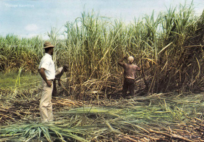 Sugar Cane Harvest Season In Mauritius - 1970s - Vintage Mauritius